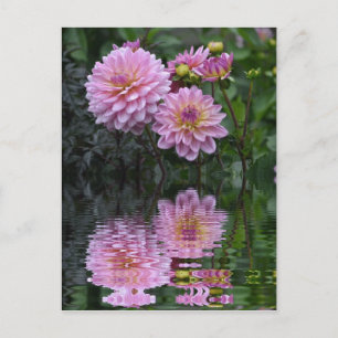 Dahlia Reflections Postcard