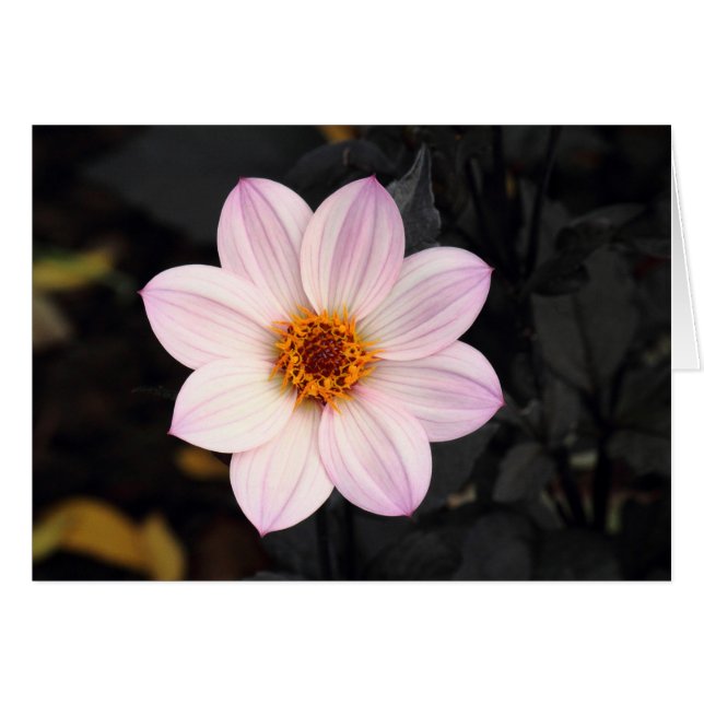 Dahlia rose (Devant horizontal)