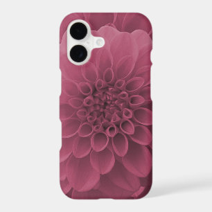 Dahlia rose