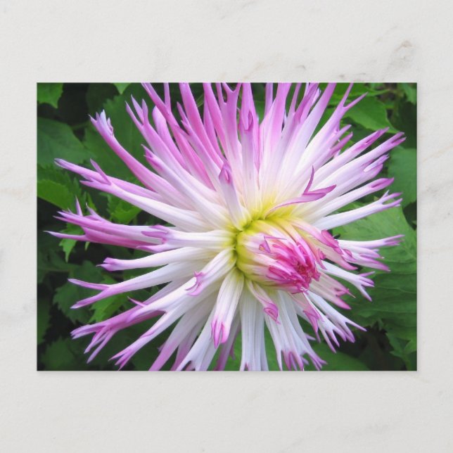 Dahlia rose blanc - Carte postale (Devant)