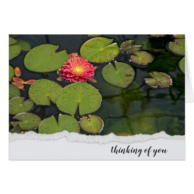 Dahlia Rose Dans Les Pads Lily (Devant horizontal)