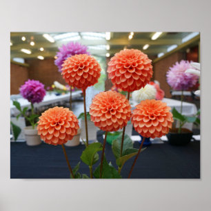 Dahlia Rose Toscano #1 Poster