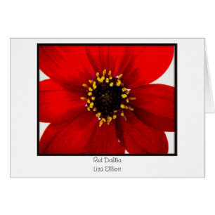 Dahlia rouge