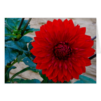 Dahlia rouge