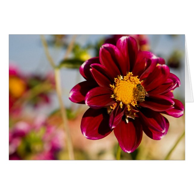 Dahlia, rouge de bébé (Devant Horizontal)