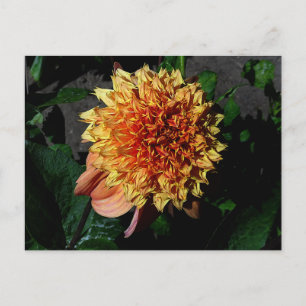 Dahlia Sandia Brocade#1 Postcard