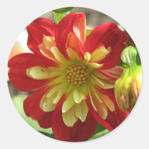 Dahlia Scarlet Classic Round Sticker