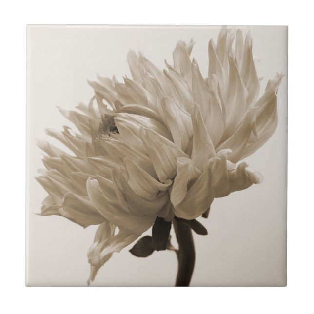dahlia sepia print tile (Front)