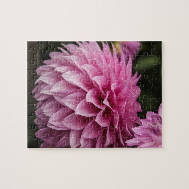 Dahlia Spring Flower Jigsaw Puzzle (Horizontal)