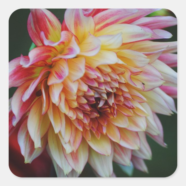 Dahlia Sticker (Front)