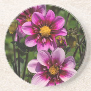 Dahlia Trio Coaster