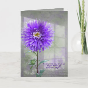 Dahlia Violet Dans La Carte Ombre Fenêtre