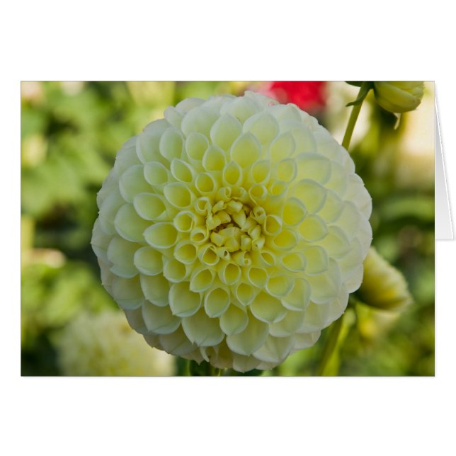 Dahlia, White Nettie (Front Horizontal)