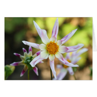 Dahlia, Willie Willie