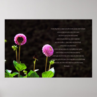 Dahlia With Ecclesiastes Verses Poster