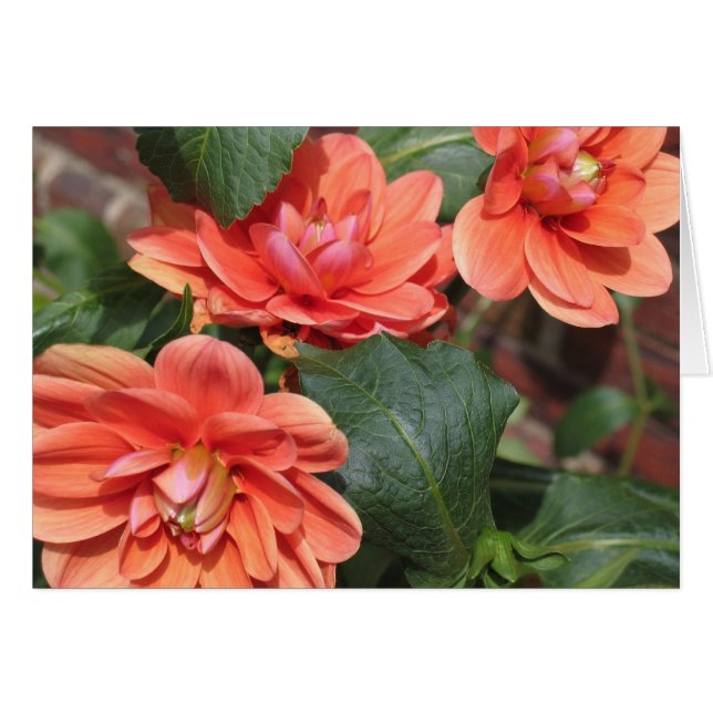 Dahlias (Devant Horizontal)