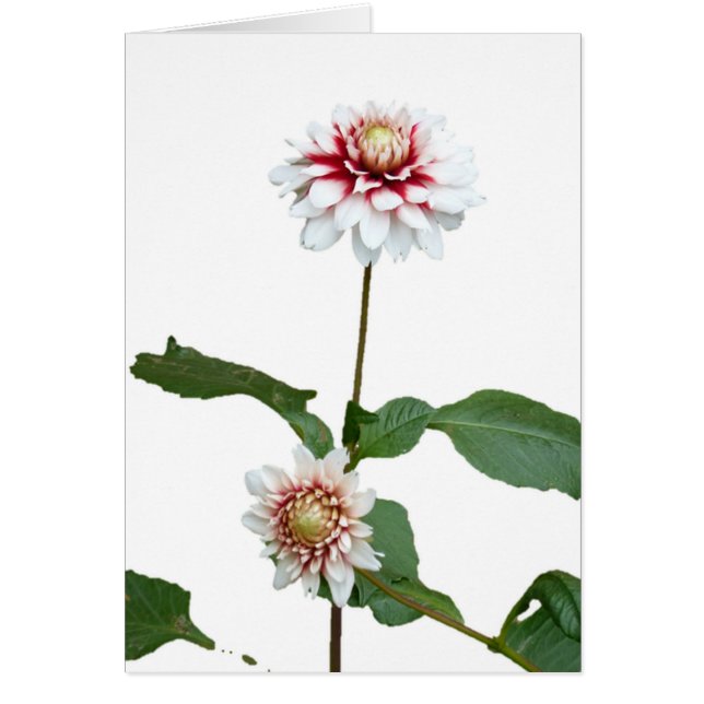 Dahlias 1 (Front)