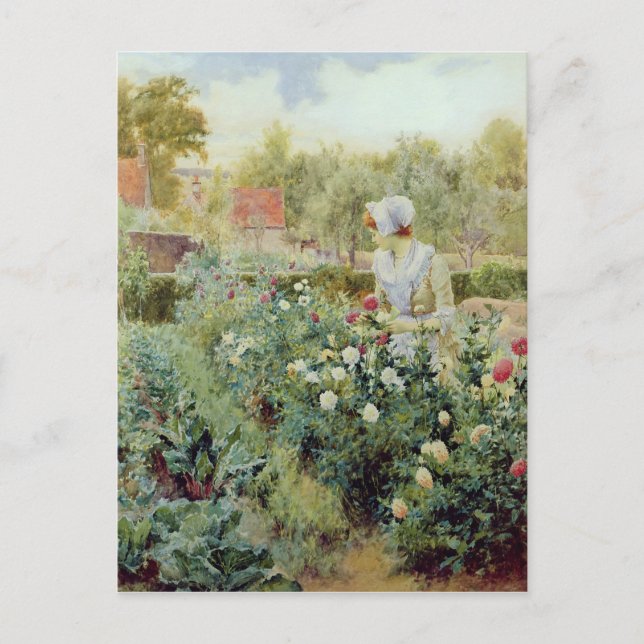 Dahlias, 1896 postcard (Front)