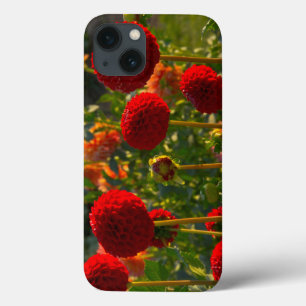 Dahlias, dahlia farm, Canby, Oregon, USA 3 iPhone 13 Case