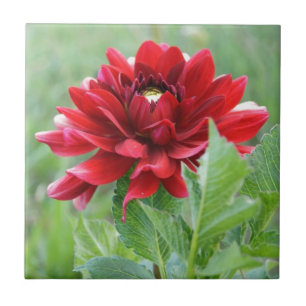 Dahlias Flower Ceramic Tile
