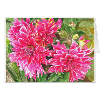 Dahlias in full bloom