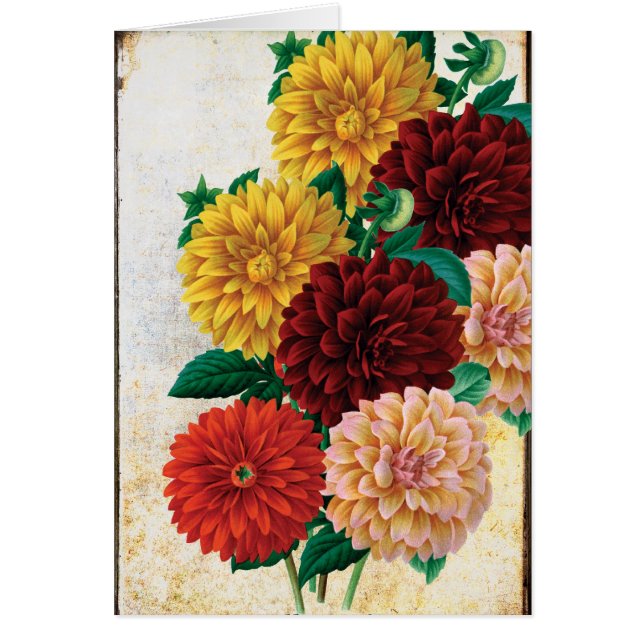 Dahlias vintages (Devant)