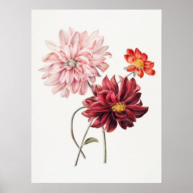 Dahlias Willem Hekking Vintage Floral Art Poster (Front)