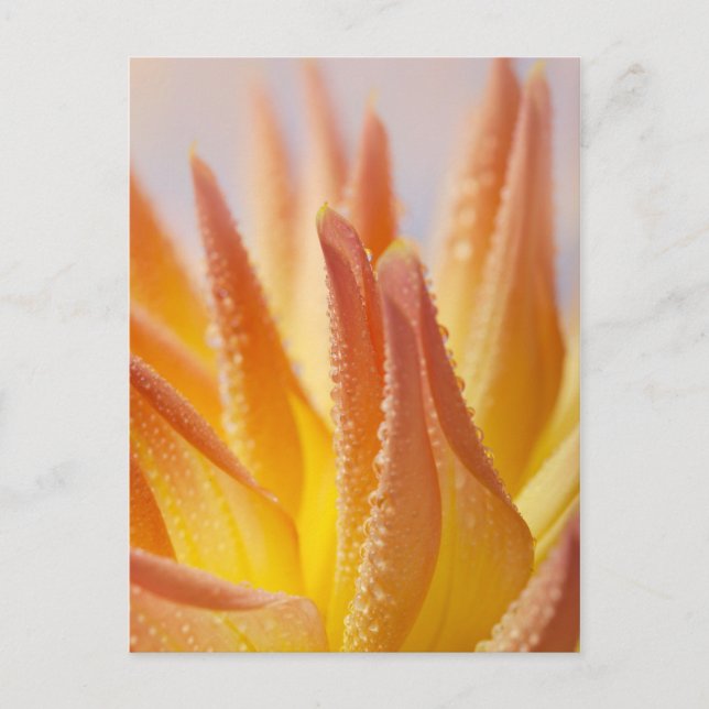 Dahlie with Dew Drops Postcard (Front)