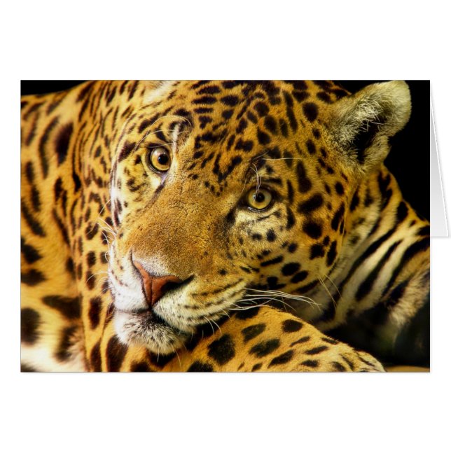 Daimler the Jaguar (Front Horizontal)