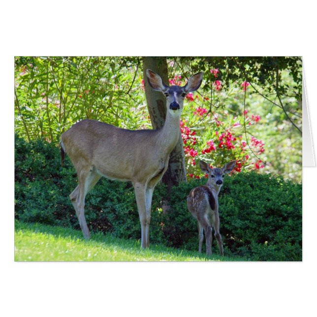 Daine et faon (Devant Horizontal)
