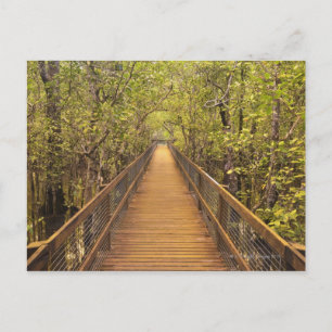 Daintree National Park (UNESCO World Heritage Postcard
