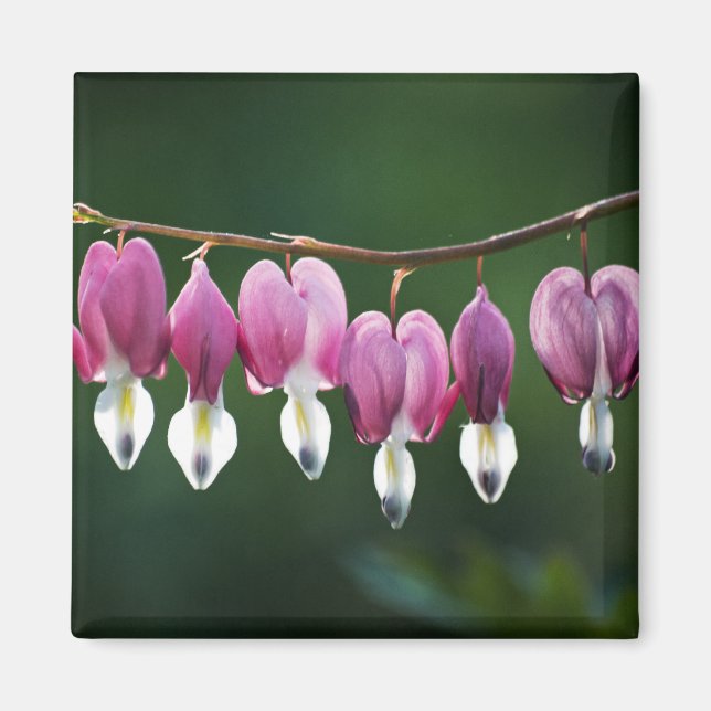 Dainty Hearts Magnet (Front)