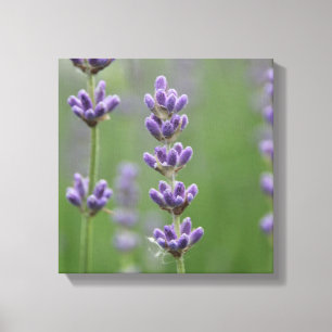 Dainty Lavender Canvas Print