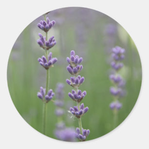 Dainty Lavender Classic Round Sticker