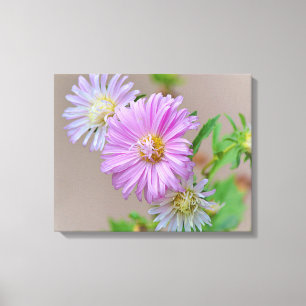 Dainty Pink Aster Flowers Canvas Art Print