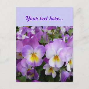 Dainty Violas Postcard