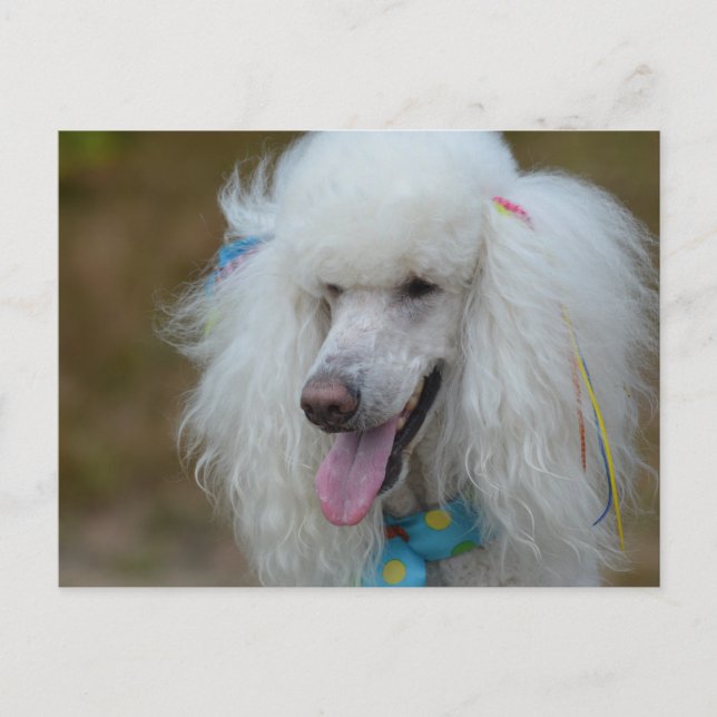 Dainty White Poodle Postcard (Front)