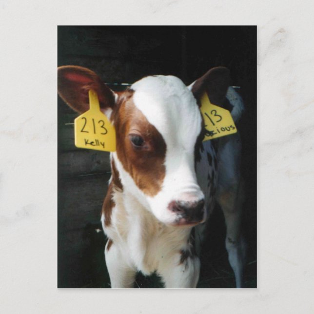 Dairy Calf Calves Baby Cows Farm Kelly Photo Postcard (Front)