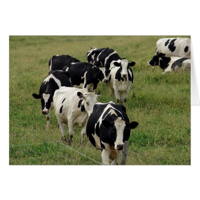 Dairy Cattle Pasture All Occasion Blank Greeting (Front Horizontal)
