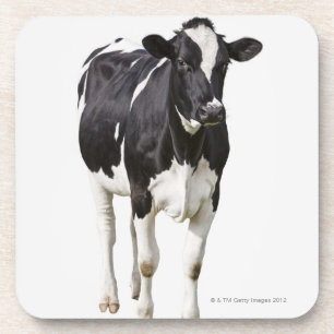Dairy cow (Bos taurus) on white background Coaster