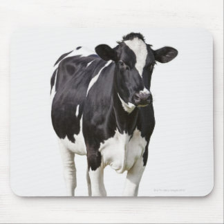 Dairy cow (Bos taurus) on white background Mouse Pad