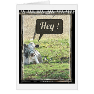 Dairy Cow Hey!
