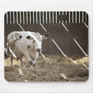 Dairy cow mouse pad
