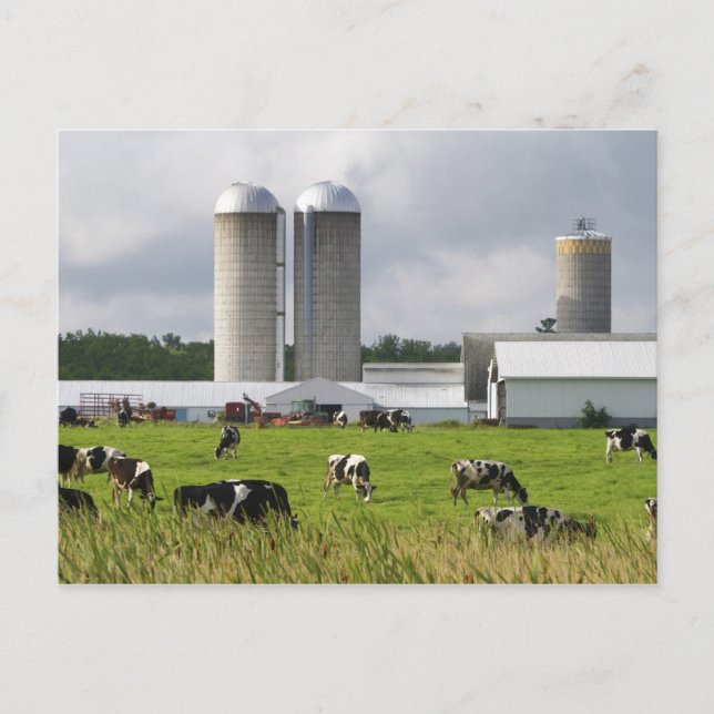 Dairy cows and farm near Taylor County Postcard (Front)