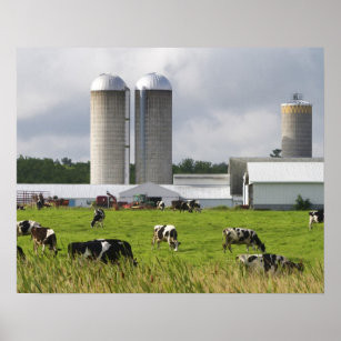 Dairy cows and farm near Taylor County Poster