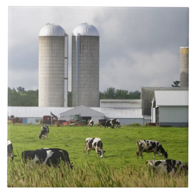 Dairy cows and farm near Taylor County Tile (Front)