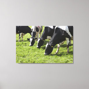 Dairy cows grazing in pasture canvas print