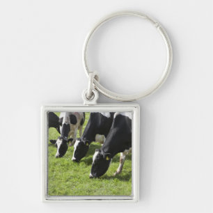 Dairy cows grazing in pasture keychain
