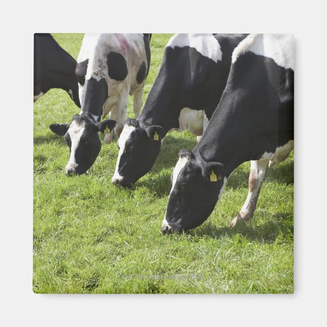 Dairy cows grazing in pasture magnet (Front)