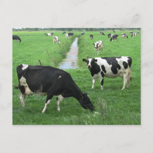Dairy Cows Postcard